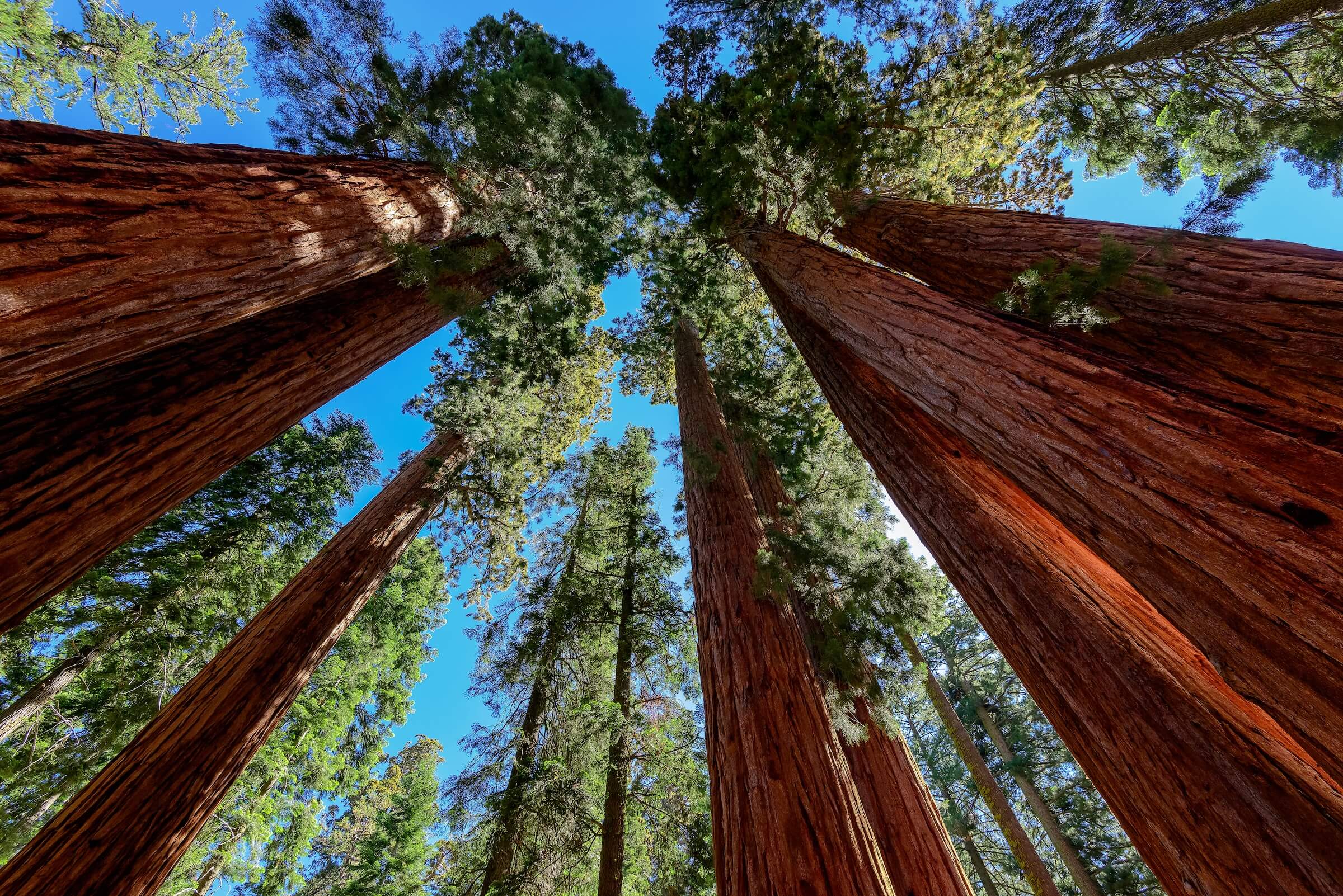 Giant sequoia trees rising through a forest